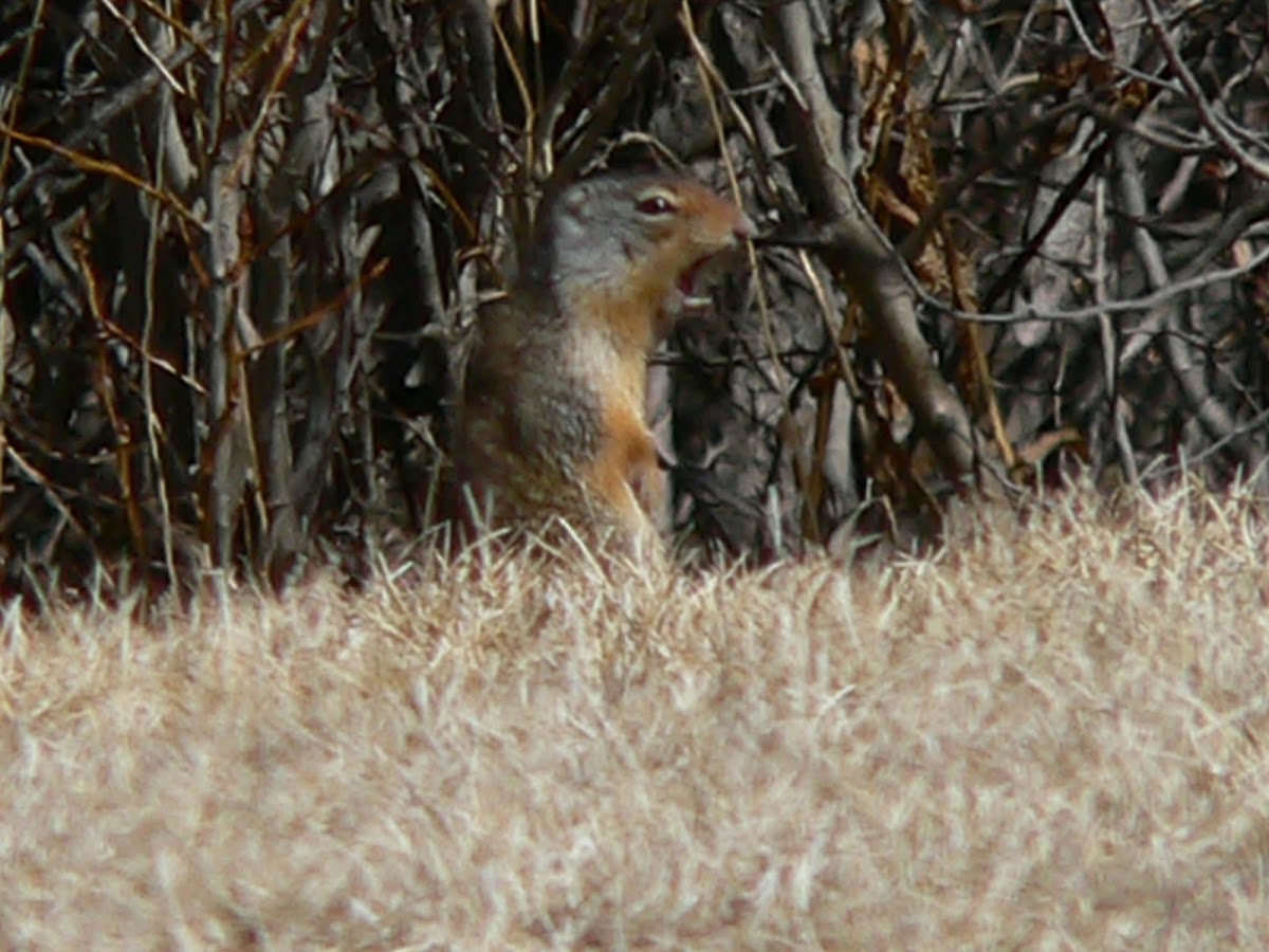 Columbian Ground Squirrel