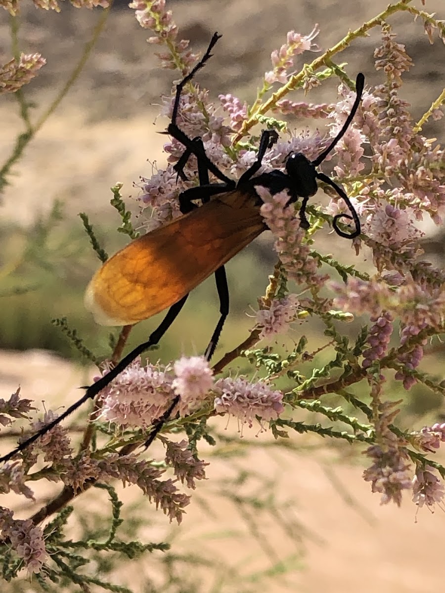 Tarantula Hawk Wasp