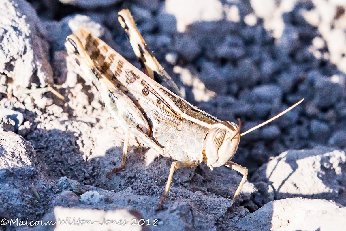 Egyptian Grasshopper