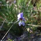 Bird's Foot Violet