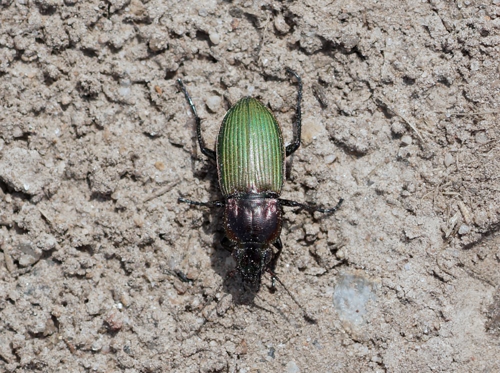 Kugelann’s Ground Beetle