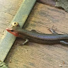 Broadhead skink