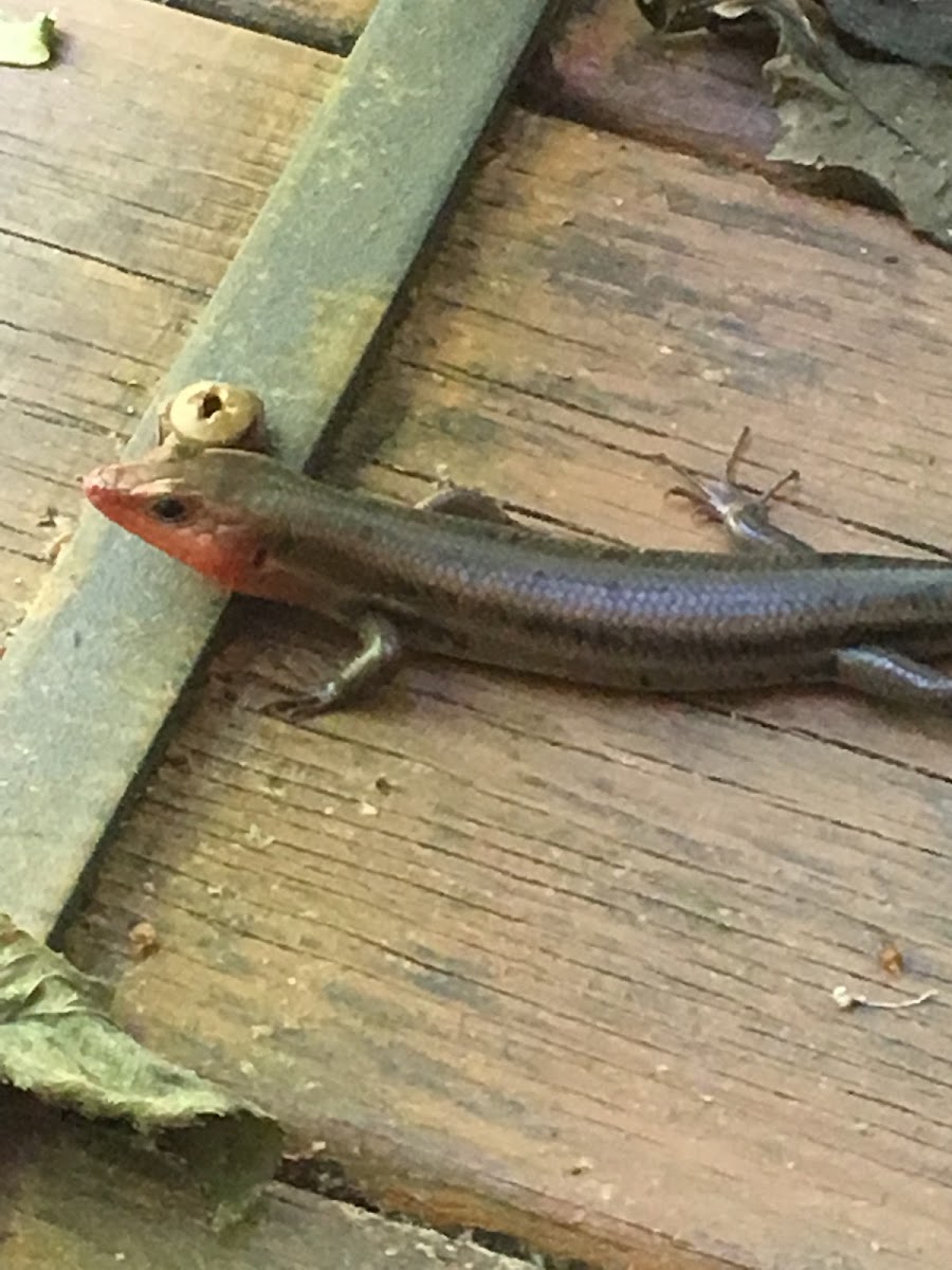 Broadhead skink