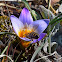 Crocus-leaved Romulea