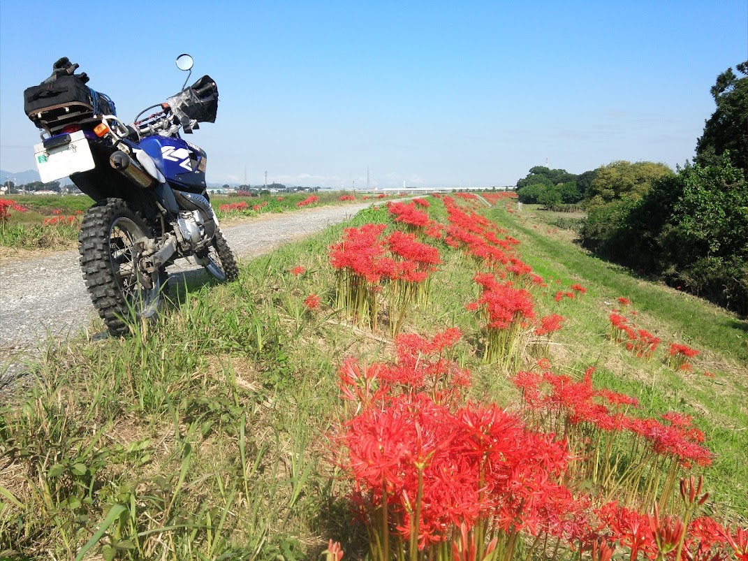 彼岸花満開の越辺川