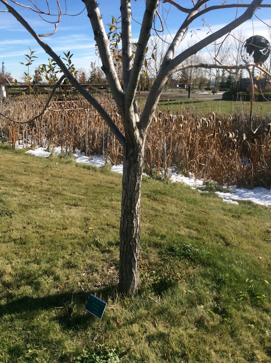 Willow Tree