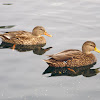 Mexican Mallard - Male