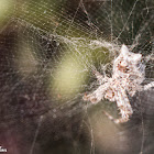 Lobed Argiope