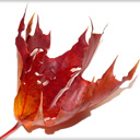 autumn leaf Chrome extension download