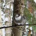 Gray Jay