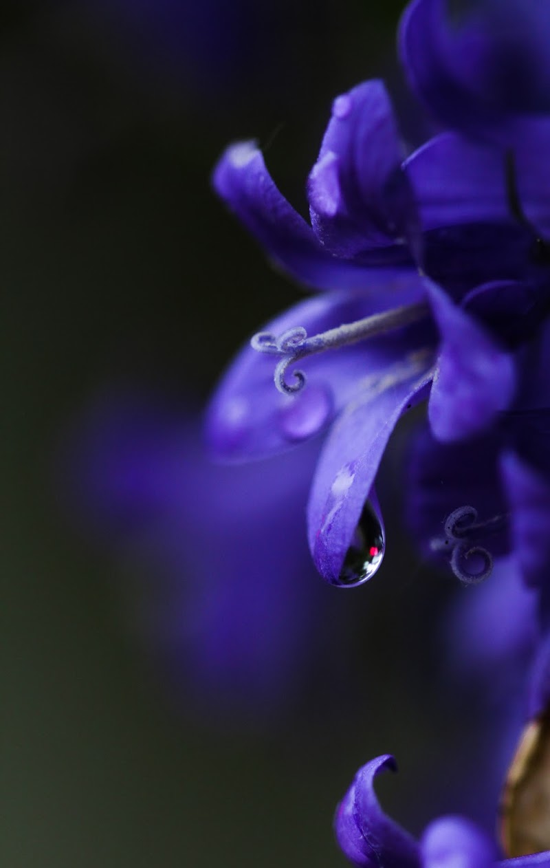 Campanula di Merlograziano