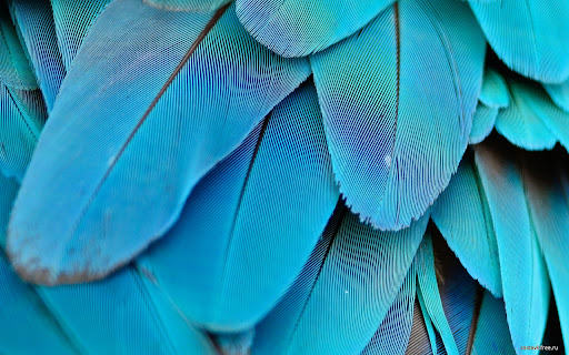 Plumage