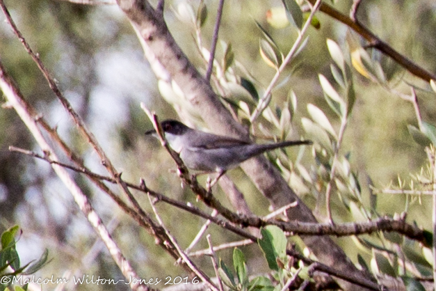 Sardinian Warbler; Curruca Cabicinegra