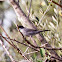 Sardinian Warbler; Curruca Cabicinegra