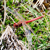 Red veined Darter; Dardo de Venas Rojas