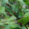 Coreidae's Nymph