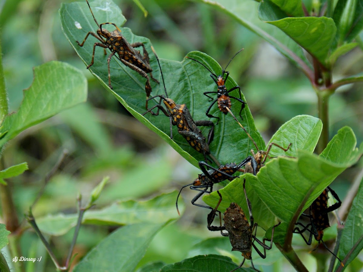 Coreidae's Nymph