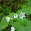 Thimbleberry