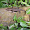 Common Sun Skink