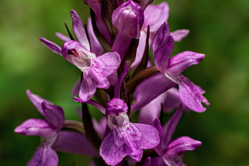 Dactylorhiza elata