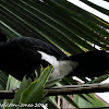 Yellow-knobbed Curassow