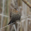 Red winged blackbird