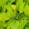 Eastern Pondhawk Dragonfly