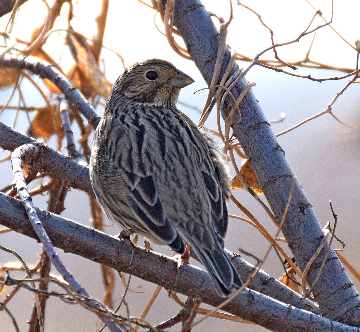 Corn Bunting