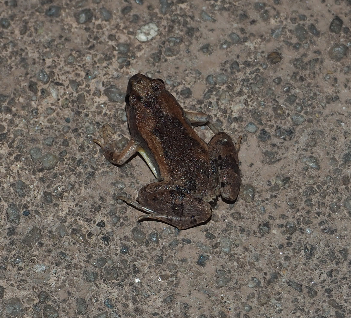 Ornate Narrow-mouth Frog