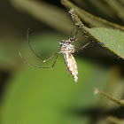 White-bellied Mosquito