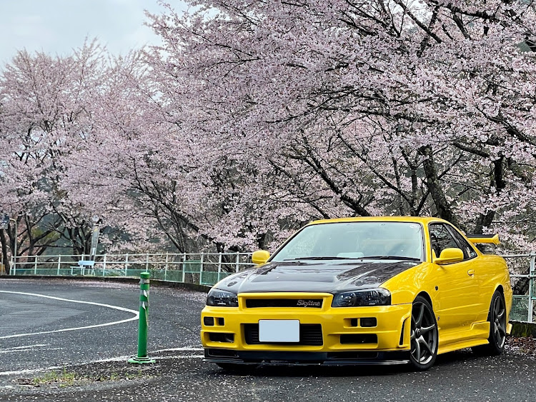 スカイラインのサクラと愛車に関するカスタム事例の投稿画像1枚目