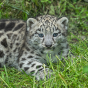 Baby leopard