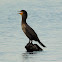 Double-crested cormorant