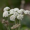 Hedge Parsley