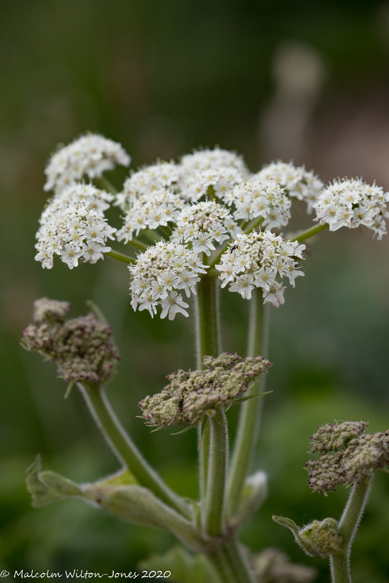 Hedge Parsley