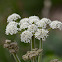 Hedge Parsley