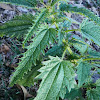 Stinging Nettle