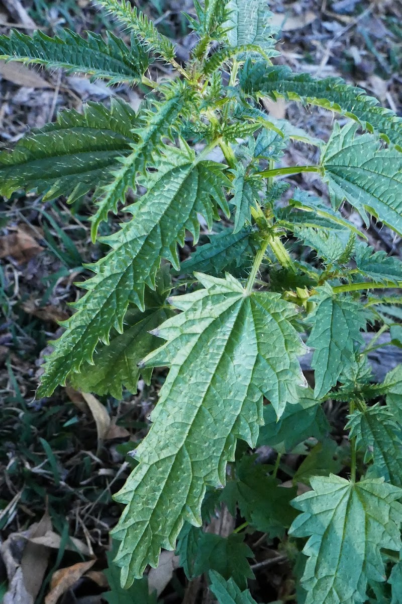 Stinging Nettle