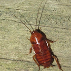 Cockroach Nymph