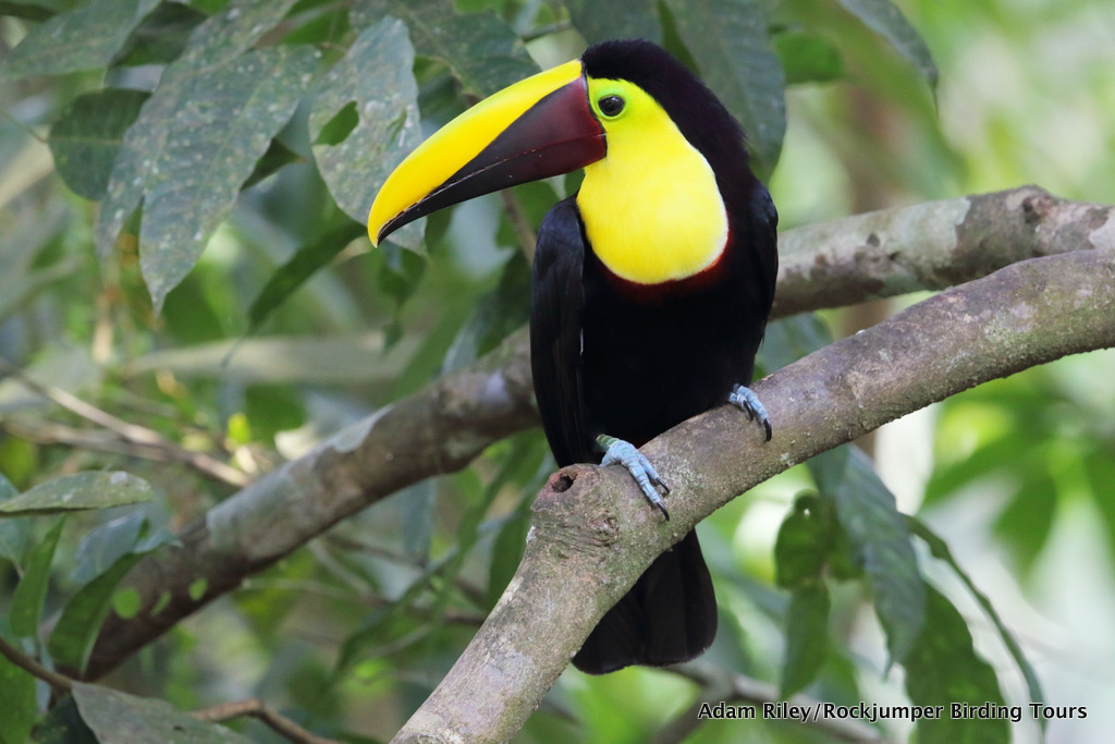 Black-mandibled Toucan