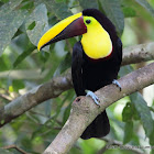 Black-mandibled Toucan