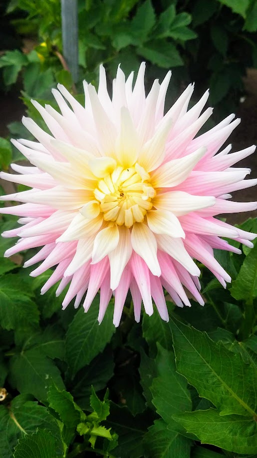 Swan Island Dahlias