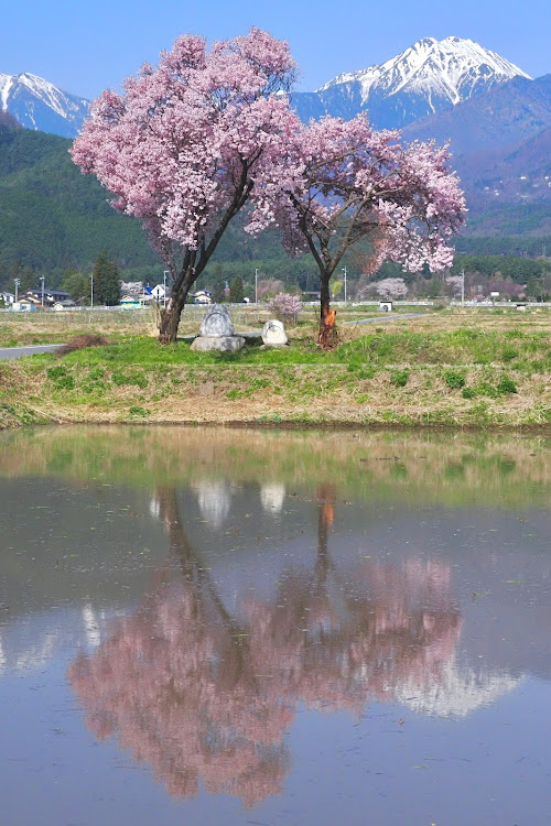 の投稿画像2枚目