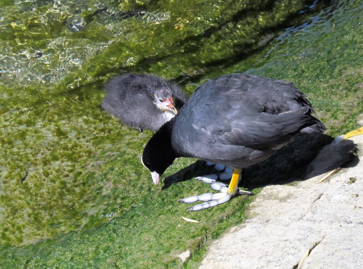 Eurasian Coot