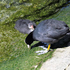 Eurasian Coot