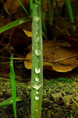 La strada verde di leo1cippe