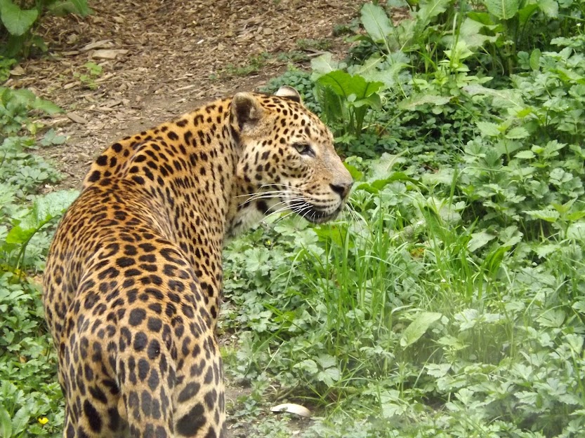 Panthère du Sri Lanka, Doué la Fontaine - Tous droits réservés