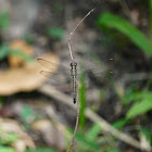 Emerald Banded Skimmer