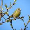 Greenfinch