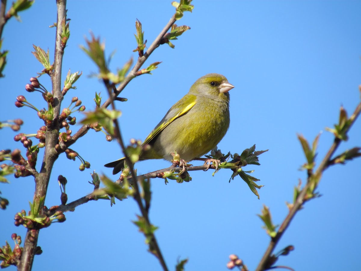 Greenfinch